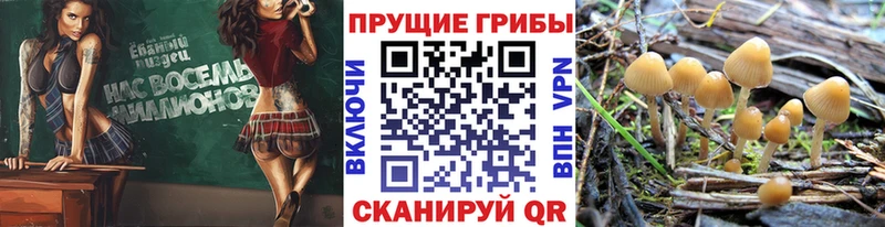 где можно купить наркотик  Кирсанов  Галлюциногенные грибы ЛСД 